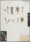 Foto von Salix lapponum L. x Salix myrsinites L.